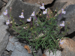 Linaria saturejoides