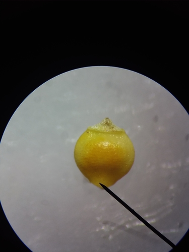 Image of Rhynchospora harveyi by (c) Will McFarland, some rights reserved (CC BY)