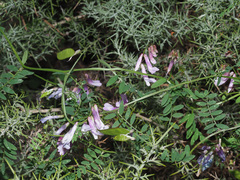 Vicia villosa pseudocracca