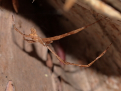 Menneus superciliosus