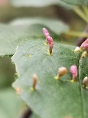 Eriophyes emarginatae