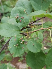 Eriophyes emarginatae