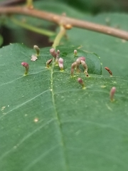 Eriophyes emarginatae