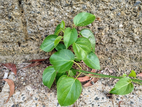 Image of Stephanotis volubilis by (c) renjus box, some rights reserved (CC BY)
