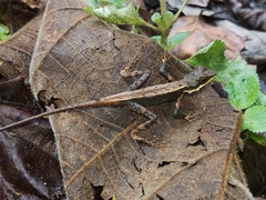 Cristidorsa planidorsata