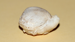 Magellania flavescens