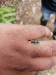 Callimerus decoratus