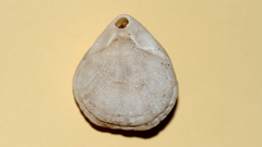 Magellania flavescens