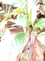 Abisara fylla