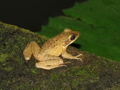 Chalcorana chalconota