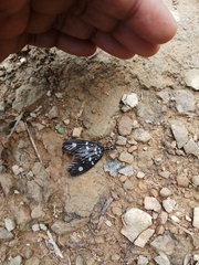 Neurhermes nigerescens