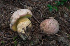 Butyriboletus abieticola