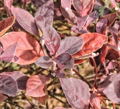 Ouret sanguinolenta