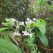 Morinda angustifolia - Photo (c) Rohit, μερικά δικαιώματα διατηρούνται (CC BY-SA), uploaded by Rohit