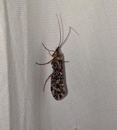 Magnificent Northern Caddisfly