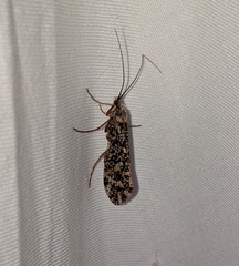 Clistoronia magnifica