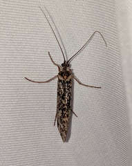 Clistoronia magnifica