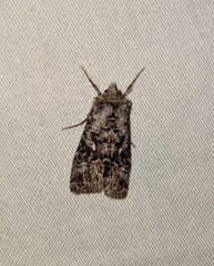 Syngrapha celsa
