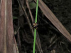 Gasteracanthinae