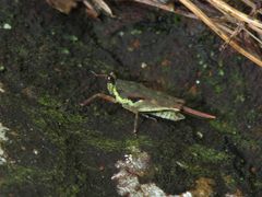 Hebarditettix triangularis