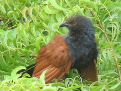 Centropus sinensis parroti