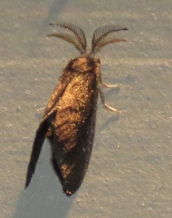 Cryptothelea gloverii