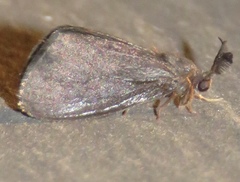 Cryptothelea gloverii