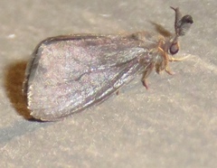 Cryptothelea gloverii