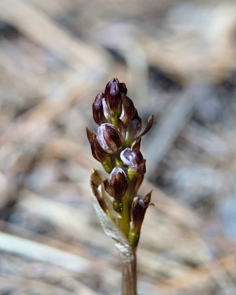 Corallorhiza wisteriana