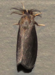 Cryptothelea gloverii