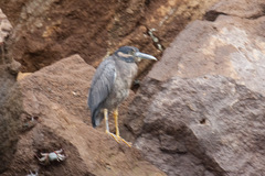 Nyctanassa violacea pauper