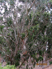 Eucalyptus globulus maidenii