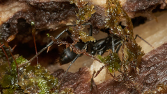 Neoponera apicalis