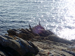 Phalacrocorax featherstoni