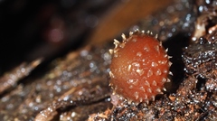Psathyrella echinata