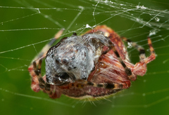 Eriophora nephiloides
