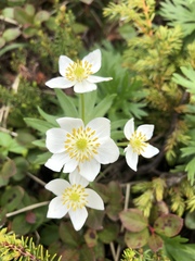 Anemonastrum