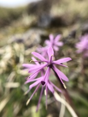 Heloniopsis orientalis