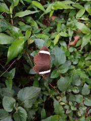 Abisara fylla