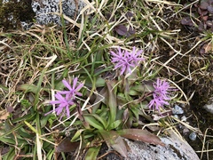 Heloniopsis orientalis