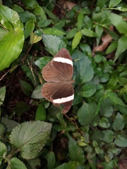 Abisara fylla