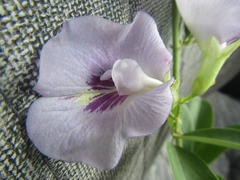 Clitoria
