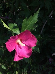 Hibiscus syriacus