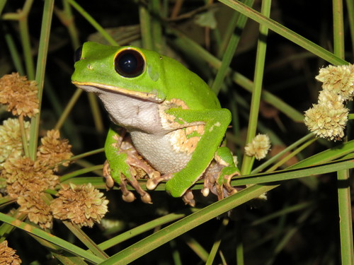 Black-eyed Monkey Frog, Phyllomedusa camba