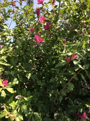 Hibiscus syriacus