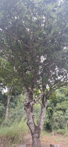 Foto de Aroeira