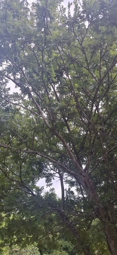 Foto de Aroeira
