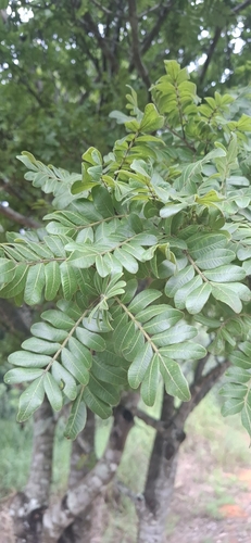 Foto de Aroeira