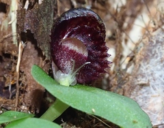 Corybas grumulus