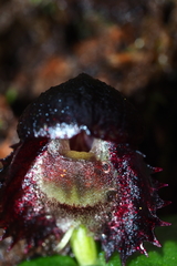 Corybas grumulus